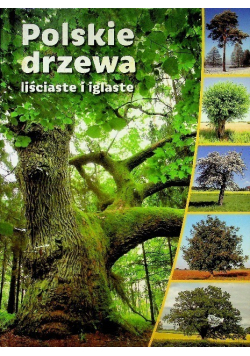 Polskie drzewa liściaste i iglaste