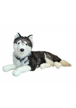 Husky leżący 60cm