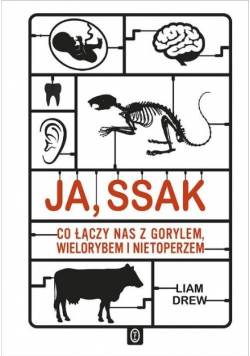 Ja ssak Co łączy nas z gorylem wielorybem i nietoperzem