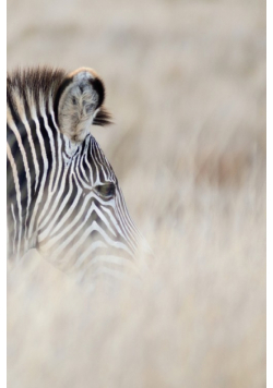 Alive! zebra stripes - Natural - Photo Art Notebooks (6 x 9 series)