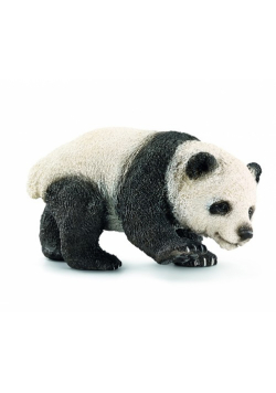 Młoda Panda Olbrzymia