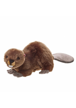 Bóbr 50cm