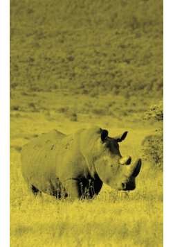 Alive! white rhino - Yellow duotone - Photo Art Notebooks (5 x 8 series)