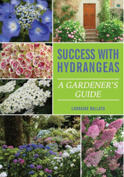 Success With Hydrangeas