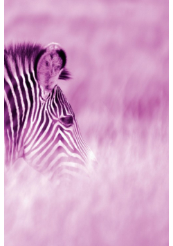 Alive! zebra stripes - Magenta duotone - Photo Art Notebooks (6 x 9 series)