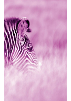 Alive! zebra stripes - Magenta duotone - Photo Art Notebooks (5 x 8 series)