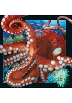 Magnes 3D - Ośmiornica