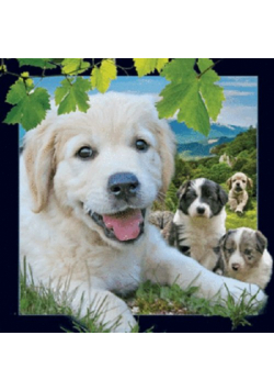 Magnes 3D - Pies