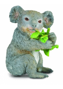 Miś koala jedzący liście eukaliptusa M