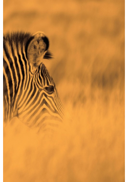 Alive! zebra stripes - Sepia - Photo Art Notebooks (6 x 9 series)