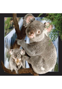 Magnes 3D - Koala