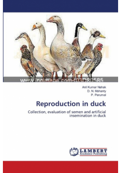 Reproduction in duck