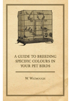 A Guide to Breeding Specific Colours in Your Pet Birds