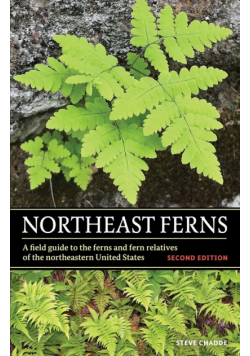 Northeast Ferns