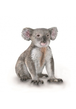 Miś Koala