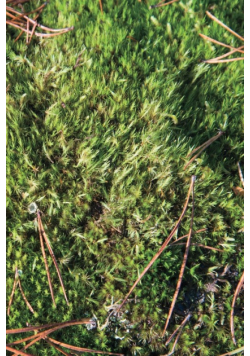 Autumn Ground I - Sweden - Photo Art Notebooks (6 x 9 series)