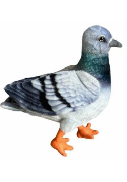 Gołąb niebieski 30cm