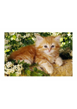 Puzzle Mini Pupile Kot rudy 54