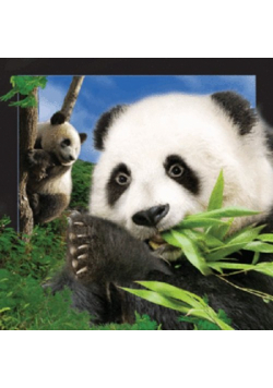 Magnes 3D - Panda