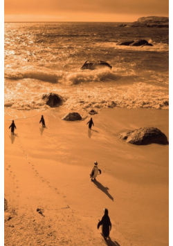 Alive! little penguin friends - Orange duotone - Photo Art Notebooks (6 x 9 series)