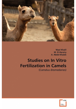 Studies on In Vitro Fertilization in Camels