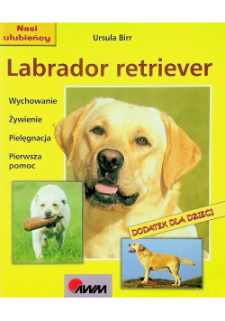 Labrador retriever