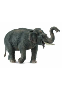 Słoń azjatycki XL
