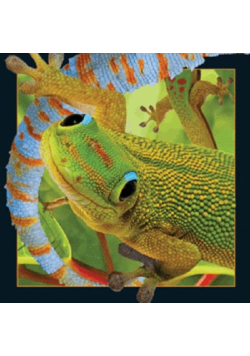 Magnes 3D - Gekon