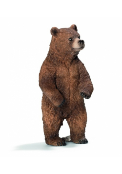Niedźwiedzica Grizzly